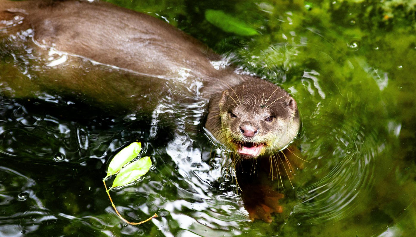 Sechs Zwergotter im Zoo Kaiserslautern erhalten Namen nach Online-Abstimmung Sechs Zwergotter im Zoo Kaiserslautern erhalten Namen nach Online-Abstimmung